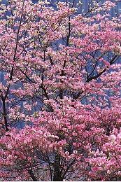 海盗主题动作游戏《Captain Blood》Steam页面上线 支持简繁体中文